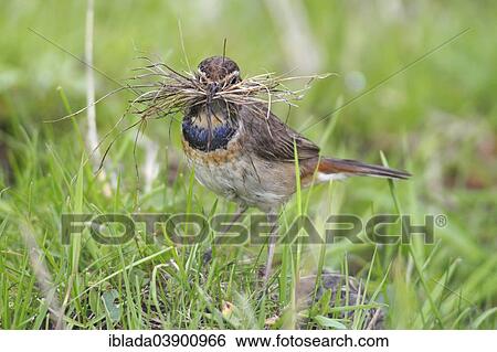 "Bluethroat (Luscinia svecica cyanecula), female gathering nesting material, Lauwersmeer National Park, Holland, The Netherlands, Europe" View Large Photo Image Stock Photograph - "Bluethroat (Luscinia svecica cyanecula), female gathering nesting material, Lauwersmeer National Park, Holland, The Netherlands, Europe". Fotosearch