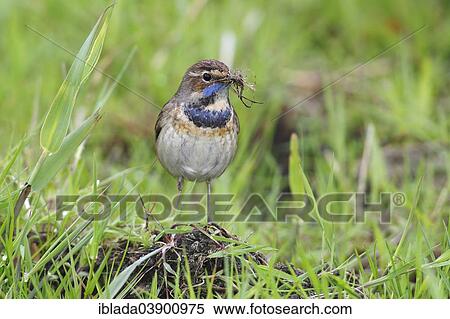 "Bluethroat (Luscinia svecica cyanecula), female gathering nesting material, Lauwersmeer National Park, Holland, The Netherlands, Europe" View Large Photo Image Stock Photography - "Bluethroat (Luscinia svecica cyanecula), female gathering nesting material, Lauwersmeer National Park, Holland, The Netherlands, Europe". Fotosearch