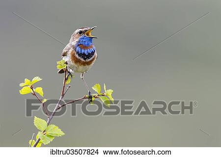Picture - "Bluethroat (Luscinia svecica svecica), singing male, Dovrefjell, Norway, Europe". Fotosearch