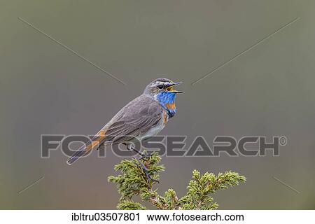 "Bluethroat (Luscinia svecica svecica), singing male, Dovrefjell, Norway, Europe" View Large Photo Image Stock Image - "Bluethroat (Luscinia svecica svecica), singing male, Dovrefjell, Norway, Europe". Fotosearch