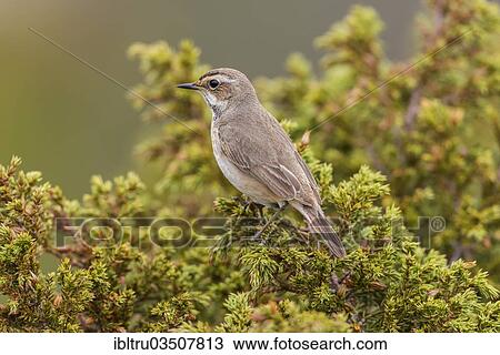 "Bluethroat (Luscinia svecica svecica), female, Dovrefjell, Norway, Europe" View Large Photo Image Stock Image - "Bluethroat (Luscinia svecica svecica), female, Dovrefjell, Norway, Europe". Fotosearch