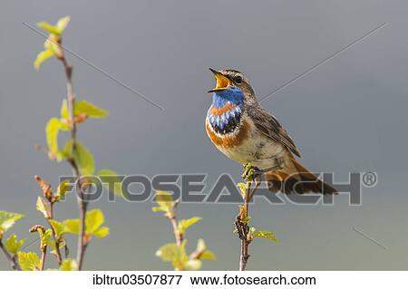 "Bluethroat (Luscinia svecica svecica), singing male, Dovrefjell, Norway, Europe" View Large Photo Image Stock Photo - "Bluethroat (Luscinia svecica svecica), singing male, Dovrefjell, Norway, Europe". Fotosearch