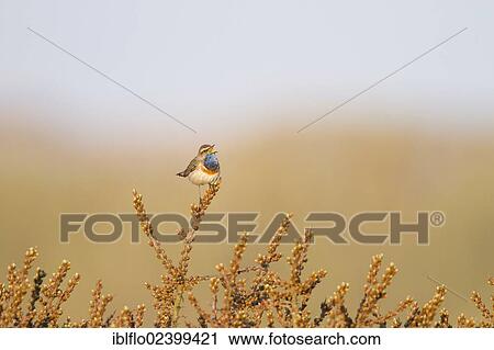 "Bluethroat (Luscinia svecica), Texel, The Netherlands, Europe" View Large Photo Image Stock Image - "Bluethroat (Luscinia svecica), Texel, The Netherlands, Europe". Fotosearch