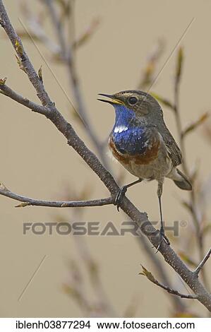 "Bluethroat (Luscinia svecica), Tinner Dose, Emsland, Lower Saxony, Germany, Europe" View Large Photo Image Picture - "Bluethroat (Luscinia svecica), Tinner Dose, Emsland, Lower Saxony, Germany, Europe". Fotosearch