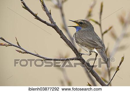 "Bluethroat (Luscinia svecica), Tinner Dose, Emsland, Lower Saxony, Germany, Europe" View Large Photo Image Stock Image - "Bluethroat (Luscinia svecica), Tinner Dose, Emsland, Lower Saxony, Germany, Europe". Fotosearch
