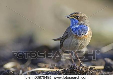 "Bluethroat (Luscinia svecica), Tinner Dose, Emsland, Lower Saxony, Germany, Europe" View Large Photo Image Stock Photography - "Bluethroat (Luscinia svecica), Tinner Dose, Emsland, Lower Saxony, Germany, Europe". Fotosearch