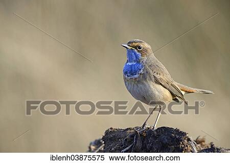Stock Photography - "Bluethroat (Luscinia svecica), Tinner Dose, Emsland, Lower Saxony, Germany, Europe". Fotosearch
