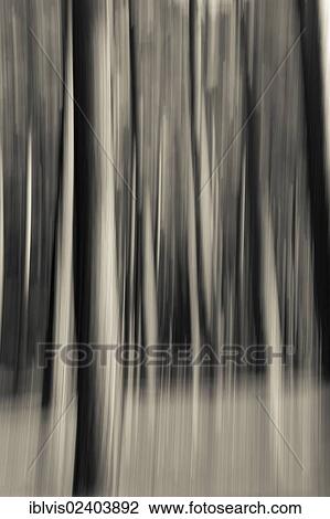 Blurred forest View Large Photo Image Stock Image - Blurred forest. Fotosearch