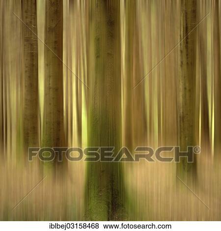 "Blurred trunks in a forest, Auvergne, France, Europe" View Large Photo Image Stock Photo - "Blurred trunks in a forest, Auvergne, France, Europe". Fotosearch