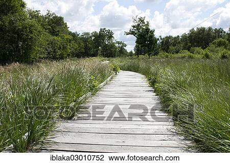 "Boardwalk across the marsh landscape, East Frisia, Lower Saxony, Germany, Europe" View Large Photo Image Stock Image - "Boardwalk across the marsh landscape, East Frisia, Lower Saxony, Germany, Europe". Fotosearch