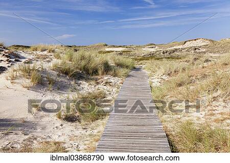 "Boardwalk through the dunes, Amrum, North Frisia, Schleswig-Holstein, Germany, Europe" View Large Photo Image Stock Image - "Boardwalk through the dunes, Amrum, North Frisia, Schleswig-Holstein, Germany, Europe". Fotosearch