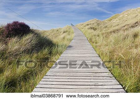 "Boardwalk through the dunes, Amrum, North Frisia, Schleswig-Holstein, Germany, Europe" View Large Photo Image Stock Image - "Boardwalk through the dunes, Amrum, North Frisia, Schleswig-Holstein, Germany, Europe". Fotosearch