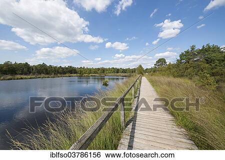 "Boardwalk through the Pietzmoor moor, Luneburg Heath Nature Reserve, Schneverdingen, Lower Saxony, Germany, Europe" View Large Photo Image Stock Photograph - "Boardwalk through the Pietzmoor moor, Luneburg Heath Nature Reserve, Schneverdingen, Lower Saxony, Germany, Europe". Fotosearch