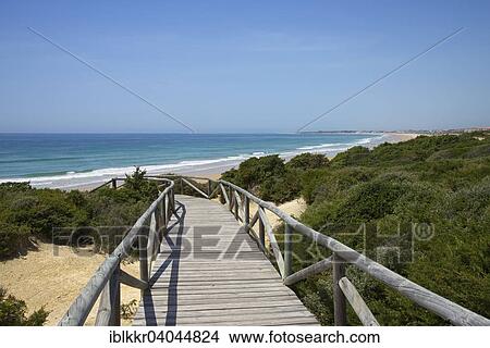 "Boardwalk to the beach, Playa de la Barrosa, near Novo Sancti Petri, Costa de la Luz, Andalusia, Spain, Europe" View Large Photo Image Picture - "Boardwalk to the beach, Playa de la Barrosa, near Novo Sancti Petri, Costa de la Luz, Andalusia, Spain, Europe". Fotosearch