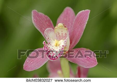 "Boat orchid (Cymbidium sp. ), flower, Germany, Europe" View Large Photo Image Stock Photo - "Boat orchid (Cymbidium sp. ), flower, Germany, Europe". Fotosearch