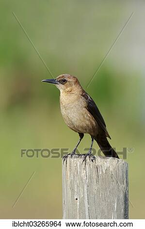 "Boat-tailed Grackle (Quiscalus major), female perched on a fence post, Florida, United States, North America" View Large Photo Image Picture - "Boat-tailed Grackle (Quiscalus major), female perched on a fence post, Florida, United States, North America". Fotosearch