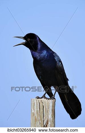 "Boat-tailed Grackle (Quiscalus major), male singing, Florida, United States, North America" View Large Photo Image Stock Image - "Boat-tailed Grackle (Quiscalus major), male singing, Florida, United States, North America". Fotosearch