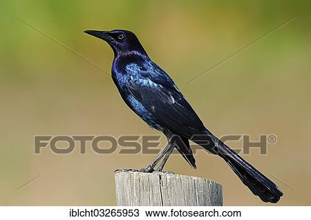 Stock Image - "Boat-tailed Grackle (Quiscalus major), male perched on a fence post, Florida, United States, North America". Fotosearch