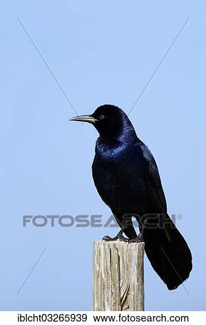 "Boat-tailed Grackle (Quiscalus major), male perched on a fence post, Florida, United States, North America" View Large Photo Image Stock Photo - "Boat-tailed Grackle (Quiscalus major), male perched on a fence post, Florida, United States, North America". Fotosearch