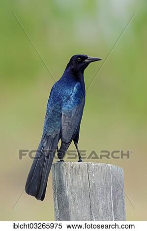 "Boat-tailed Grackle (Quiscalus major), male perched on a fence post, Florida, United States, North America" View Large Photo Image Stock Photography - "Boat-tailed Grackle (Quiscalus major), male perched on a fence post, Florida, United States, North America". Fotosearch