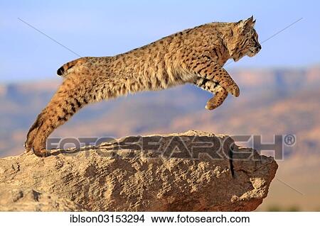 Picture - "Bobcat (Lynx rufus) jumping from a rock, captive, Monument Valley, Utah, United States, North America". Fotosearch