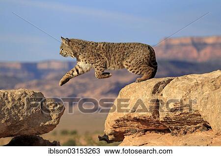 "Bobcat (Lynx rufus) jumping from a rock, captive, Monument Valley, Utah, United States, North America" View Large Photo Image Stock Image - "Bobcat (Lynx rufus) jumping from a rock, captive, Monument Valley, Utah, United States, North America". Fotosearch