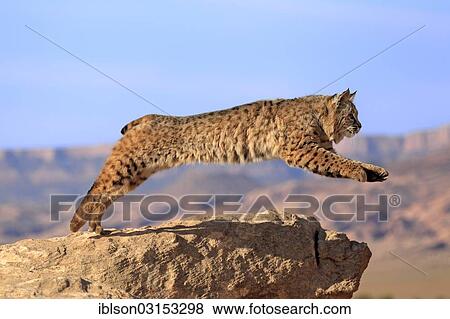 "Bobcat (Lynx rufus) jumping from a rock, captive, Monument Valley, Utah, United States, North America" View Large Photo Image Stock Photo - "Bobcat (Lynx rufus) jumping from a rock, captive, Monument Valley, Utah, United States, North America". Fotosearch