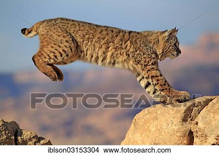 "Bobcat (Lynx rufus) jumping onto a rock, captive, Monument Valley, Utah, United States, North America" View Large Photo Image Picture - "Bobcat (Lynx rufus) jumping onto a rock, captive, Monument Valley, Utah, United States, North America". Fotosearch