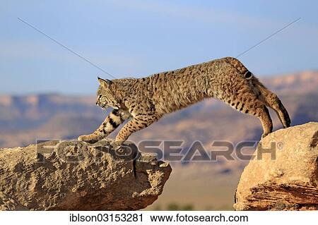 Stock Image - "Bobcat (Lynx rufus) jumping onto a rock, captive, Monument Valley, Utah, United States, North America". Fotosearch