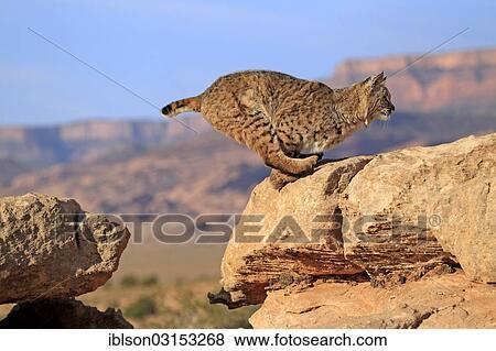 "Bobcat (Lynx rufus) jumping onto a rock, captive, Monument Valley, Utah, United States, North America" View Large Photo Image Stock Photo - "Bobcat (Lynx rufus) jumping onto a rock, captive, Monument Valley, Utah, United States, North America". Fotosearch