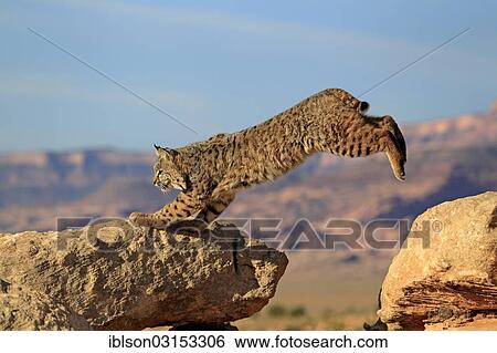 "Bobcat (Lynx rufus) jumping onto a rock, captive, Monument Valley, Utah, United States, North America" View Large Photo Image Stock Photograph - "Bobcat (Lynx rufus) jumping onto a rock, captive, Monument Valley, Utah, United States, North America". Fotosearch