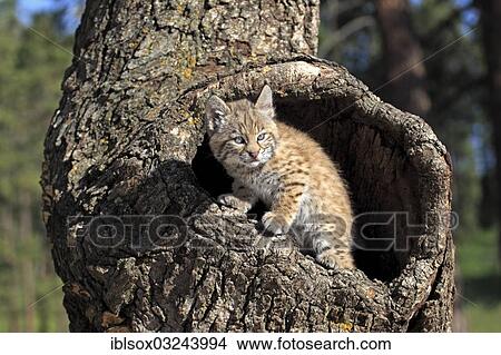 Picture - "Bobcat (Lynx rufus), kitten, eight weeks, in its den, captive, Montana, United States, North America". Fotosearch