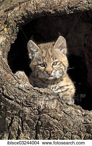 "Bobcat (Lynx rufus), kitten, eight weeks, in its den, captive, Montana, United States, North America" View Large Photo Image Picture - "Bobcat (Lynx rufus), kitten, eight weeks, in its den, captive, Montana, United States, North America". Fotosearch