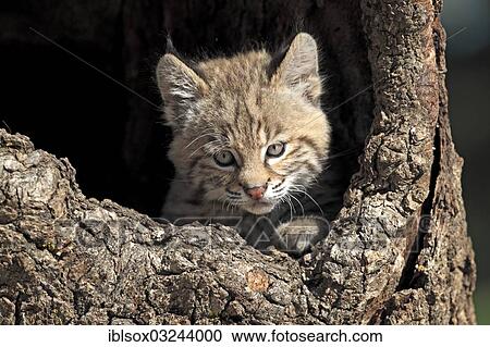 "Bobcat (Lynx rufus), kitten, eight weeks, in its den, captive, portrait, Montana, United States, North America" View Large Photo Image Stock Image - "Bobcat (Lynx rufus), kitten, eight weeks, in its den, captive, portrait, Montana, United States, North America". Fotosearch