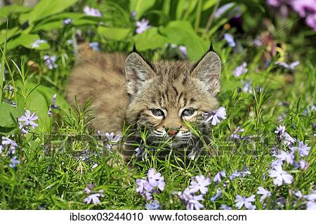 Stock Image - "Bobcat (Lynx rufus), kitten, eight weeks, on a flower meadow, Montana, United States, North America". Fotosearch