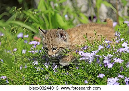 "Bobcat (Lynx rufus), kitten, eight weeks, on a flower meadow, Montana, United States, North America" View Large Photo Image Stock Image - "Bobcat (Lynx rufus), kitten, eight weeks, on a flower meadow, Montana, United States, North America". Fotosearch