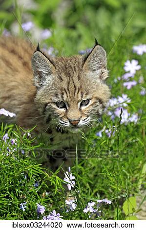 Stock Image - "Bobcat (Lynx rufus), kitten, eight weeks, on a flower meadow, Montana, United States, North America". Fotosearch