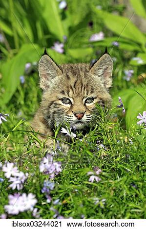"Bobcat (Lynx rufus), kitten, eight weeks, on a flower meadow, portrait, Montana, United States, North America" View Large Photo Image Stock Image - "Bobcat (Lynx rufus), kitten, eight weeks, on a flower meadow, portrait, Montana, United States, North America". Fotosearch