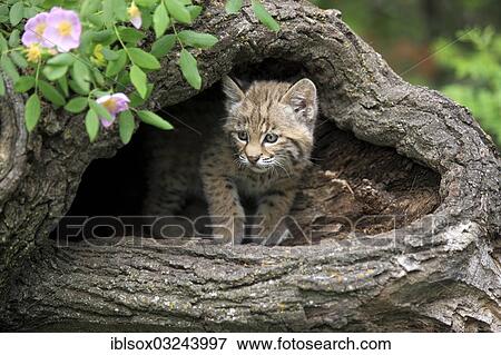 Stock Photo - "Bobcat (Lynx rufus), kitten, eight weeks, in its den, captive, Montana, United States, North America". Fotosearch