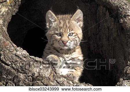 "Bobcat (Lynx rufus), kitten, eight weeks, in its den, captive, portrait, Montana, United States, North America" View Large Photo Image Stock Photo - "Bobcat (Lynx rufus), kitten, eight weeks, in its den, captive, portrait, Montana, United States, North America". Fotosearch