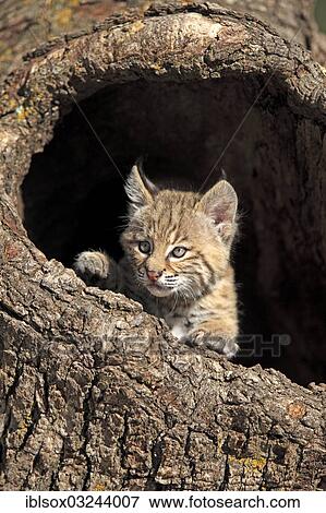 Stock Photo - "Bobcat (Lynx rufus), kitten, eight weeks, in its den, captive, Montana, United States, North America". Fotosearch