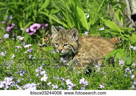 "Bobcat (Lynx rufus), kitten, eight weeks, on a flower meadow, Montana, United States, North America" View Large Photo Image Stock Photo - "Bobcat (Lynx rufus), kitten, eight weeks, on a flower meadow, Montana, United States, North America". Fotosearch