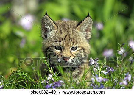 "Bobcat (Lynx rufus), kitten, eight weeks, on a flower meadow, portrait, Montana, United States, North America" View Large Photo Image Stock Photo - "Bobcat (Lynx rufus), kitten, eight weeks, on a flower meadow, portrait, Montana, United States, North America". Fotosearch