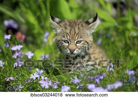 "Bobcat (Lynx rufus), kitten, eight weeks, on a flower meadow, Montana, United States, North America" View Large Photo Image Stock Photo - "Bobcat (Lynx rufus), kitten, eight weeks, on a flower meadow, Montana, United States, North America". Fotosearch