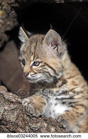 "Bobcat (Lynx rufus), kitten, eight weeks, in its den, captive, portrait, Montana, United States, North America" View Large Photo Image Stock Photography - "Bobcat (Lynx rufus), kitten, eight weeks, in its den, captive, portrait, Montana, United States, North America". Fotosearch