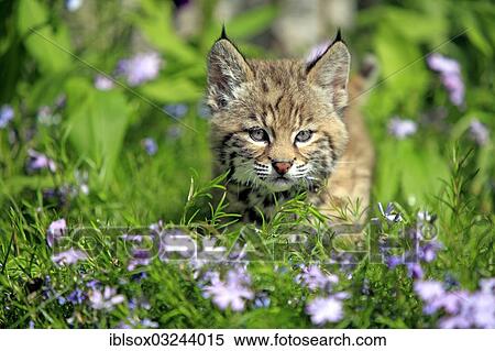 "Bobcat (Lynx rufus), kitten, eight weeks, on a flower meadow, Montana, United States, North America" View Large Photo Image Stock Photography - "Bobcat (Lynx rufus), kitten, eight weeks, on a flower meadow, Montana, United States, North America". Fotosearch