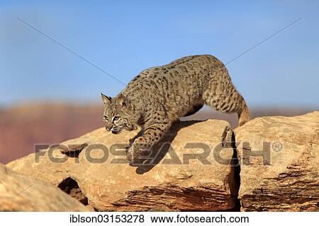 "Bobcat (Lynx rufus), on the prowl, captive, Monument Valley, Utah, United States, North America" View Large Photo Image Stock Photo - "Bobcat (Lynx rufus), on the prowl, captive, Monument Valley, Utah, United States, North America". Fotosearch