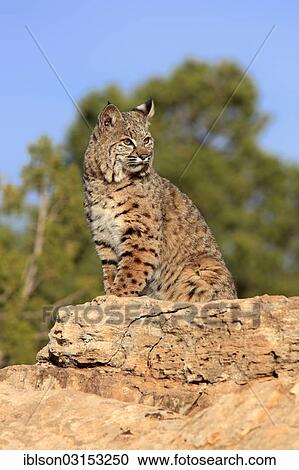 "Bobcat (Lynx rufus) sitting on a rock, captive, Monument Valley, Utah, United States, North America" View Large Photo Image Stock Image - "Bobcat (Lynx rufus) sitting on a rock, captive, Monument Valley, Utah, United States, North America". Fotosearch