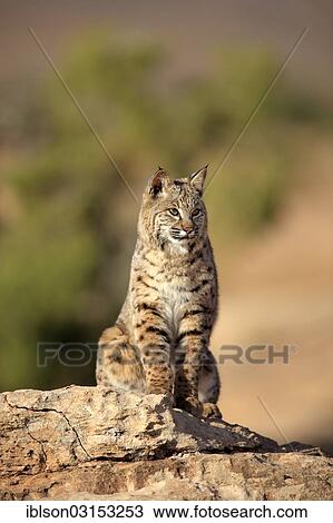 Stock Image - "Bobcat (Lynx rufus) sitting on a rock, captive, Monument Valley, Utah, United States, North America". Fotosearch