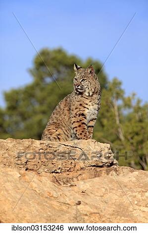 "Bobcat (Lynx rufus) sitting on a rock, captive, Monument Valley, Monument Valley, Utah, United States, North America" View Large Photo Image Stock Photograph - "Bobcat (Lynx rufus) sitting on a rock, captive, Monument Valley, Monument Valley, Utah, United States, North America". Fotosearch